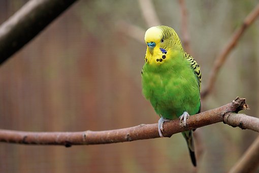 Parakeet on branch tree