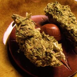 pot