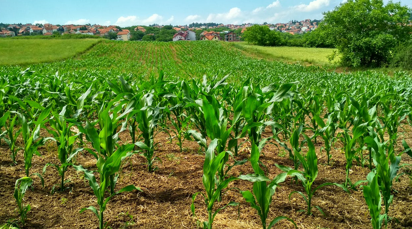 corns